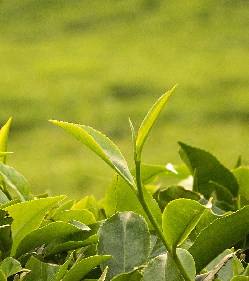 Close-up photograph of a fresh green tea plant bud in sunshine