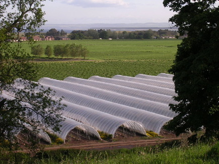 Rows of tunnels over crops