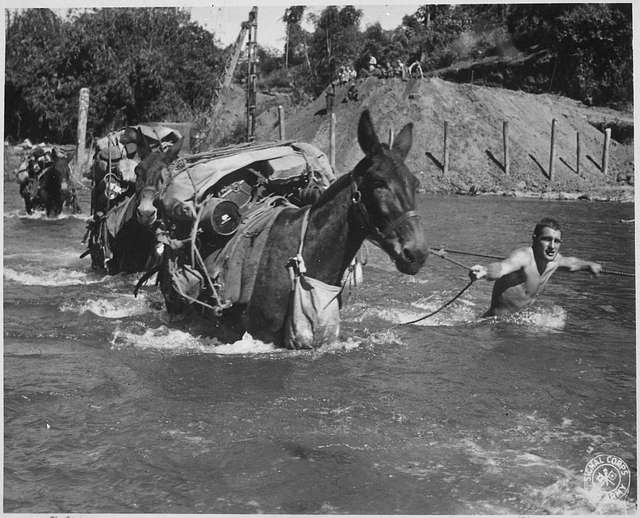 Black and white photo of mules being led across a body of water by a military mule skinner