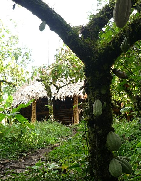 Cocoa grove, with Bribri Usure (ceremonial lodge) visible in background, in Yorkin, Costa Rica, Talamanca