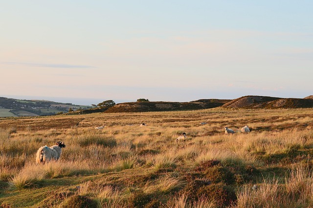 Photographed view of a sweeping hilly landscape dotted with sheep